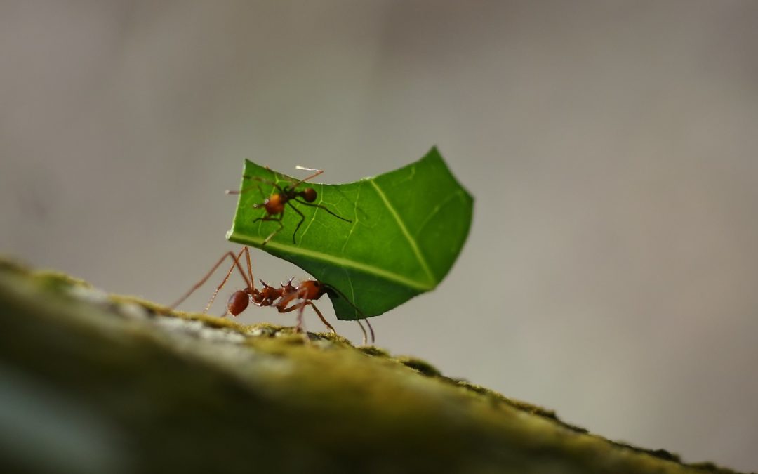 Les fourmis champignonnistes
